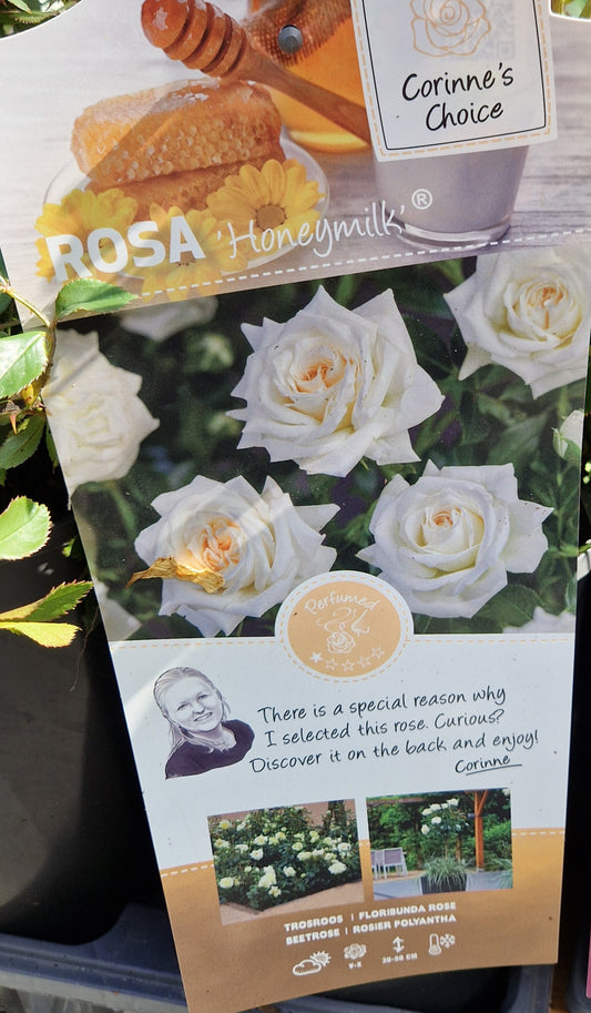 Rose Honeymilk Floribunda Rose