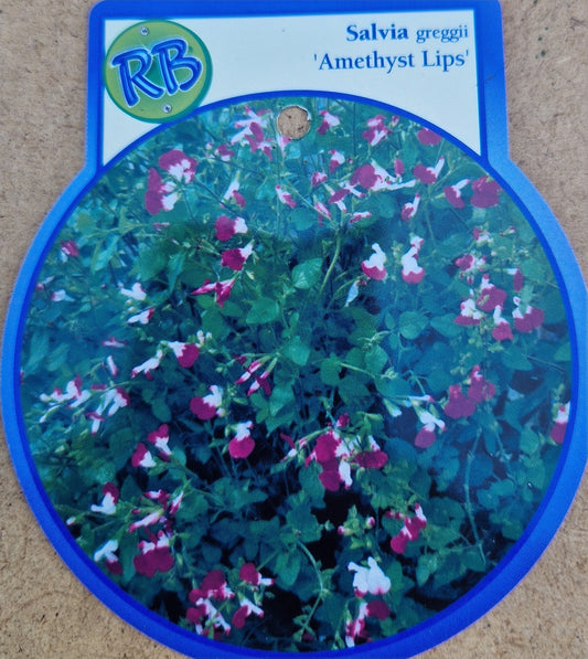 Salvia Greggii Amethyst Lips