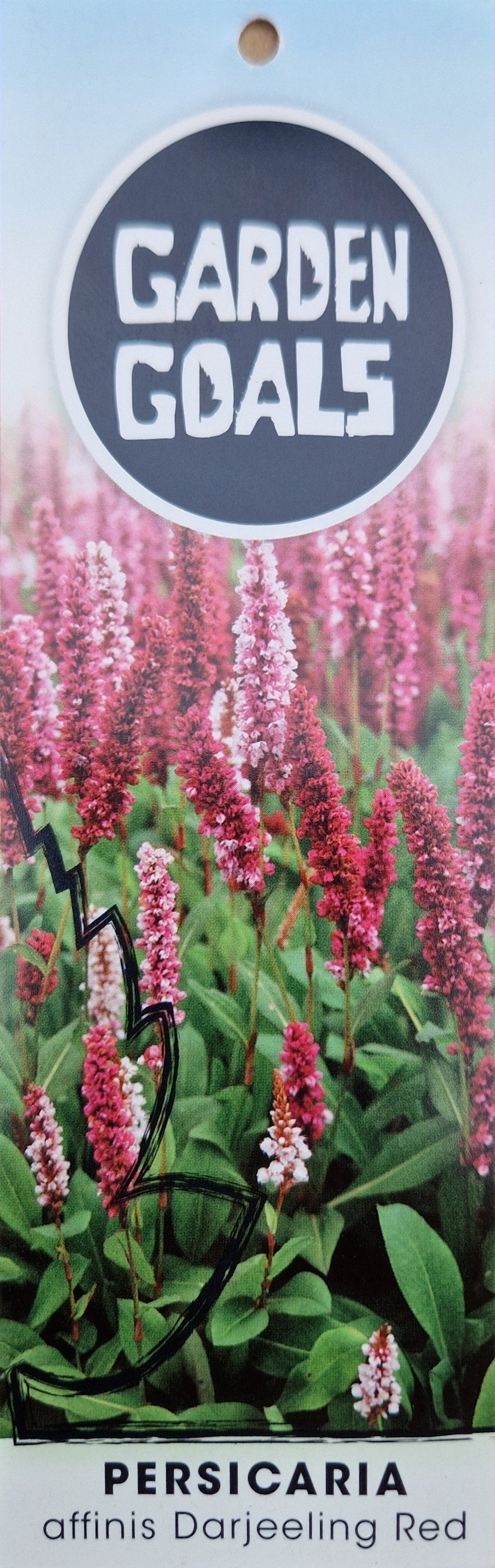 Persicaria Affinis Darjeeling Red