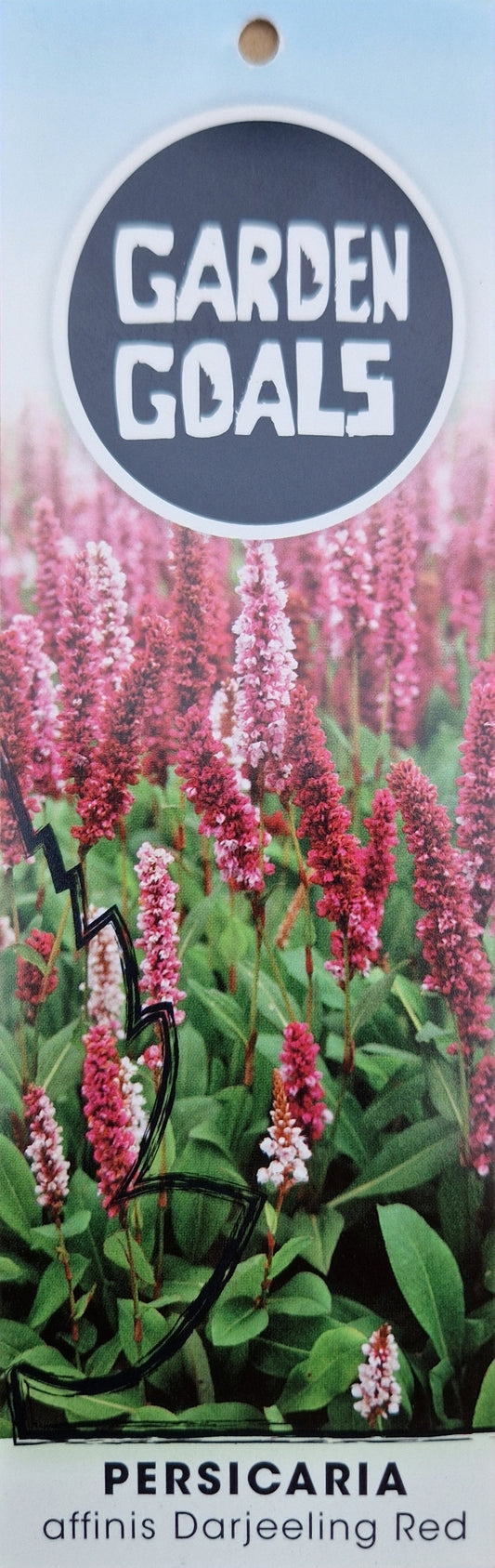 Persicaria Affinis Darjeeling Red