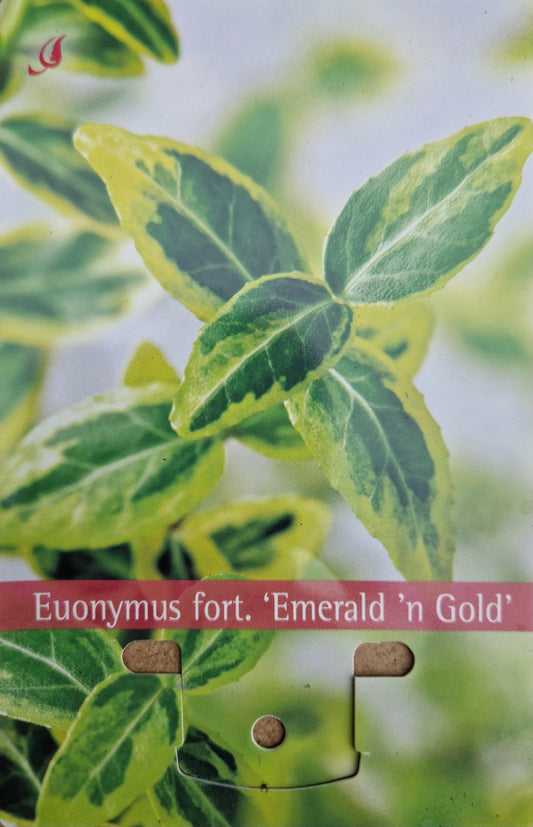 Euonymus fort. Emerald n Gold