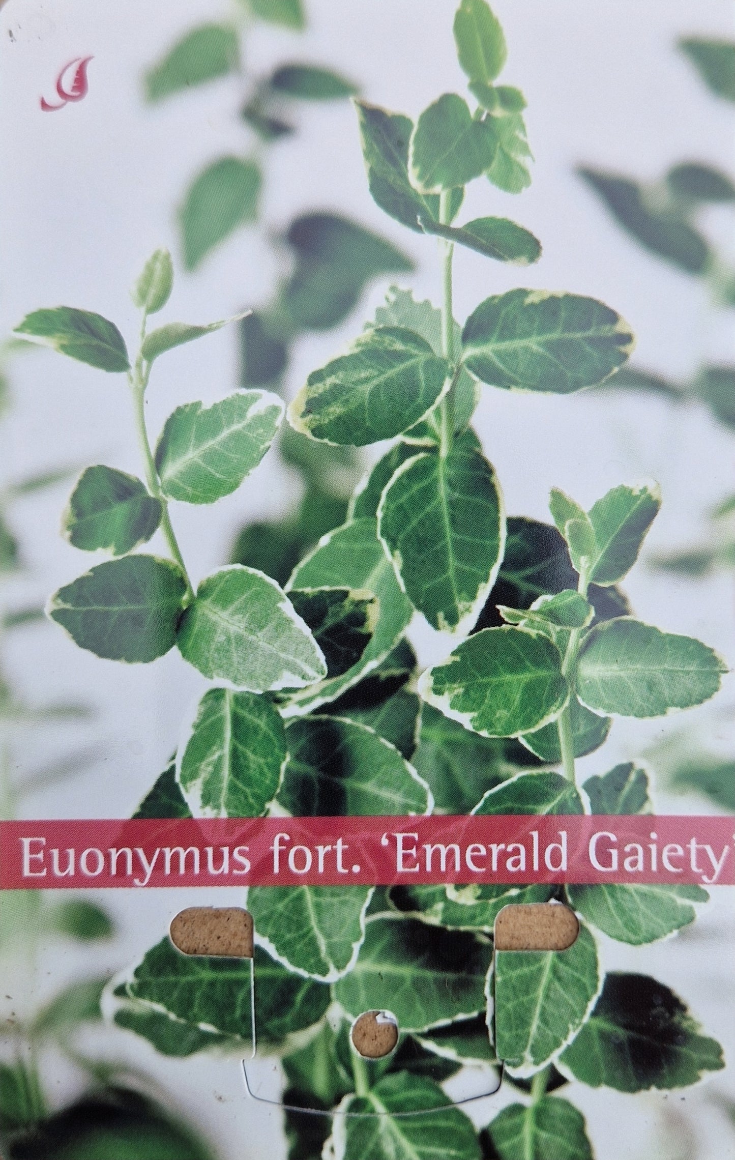 Euonymus fort. Emerald Gaiety