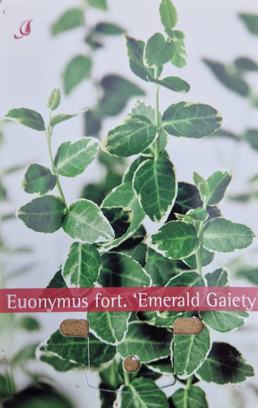 Euonymus fort. Emerald Gaiety