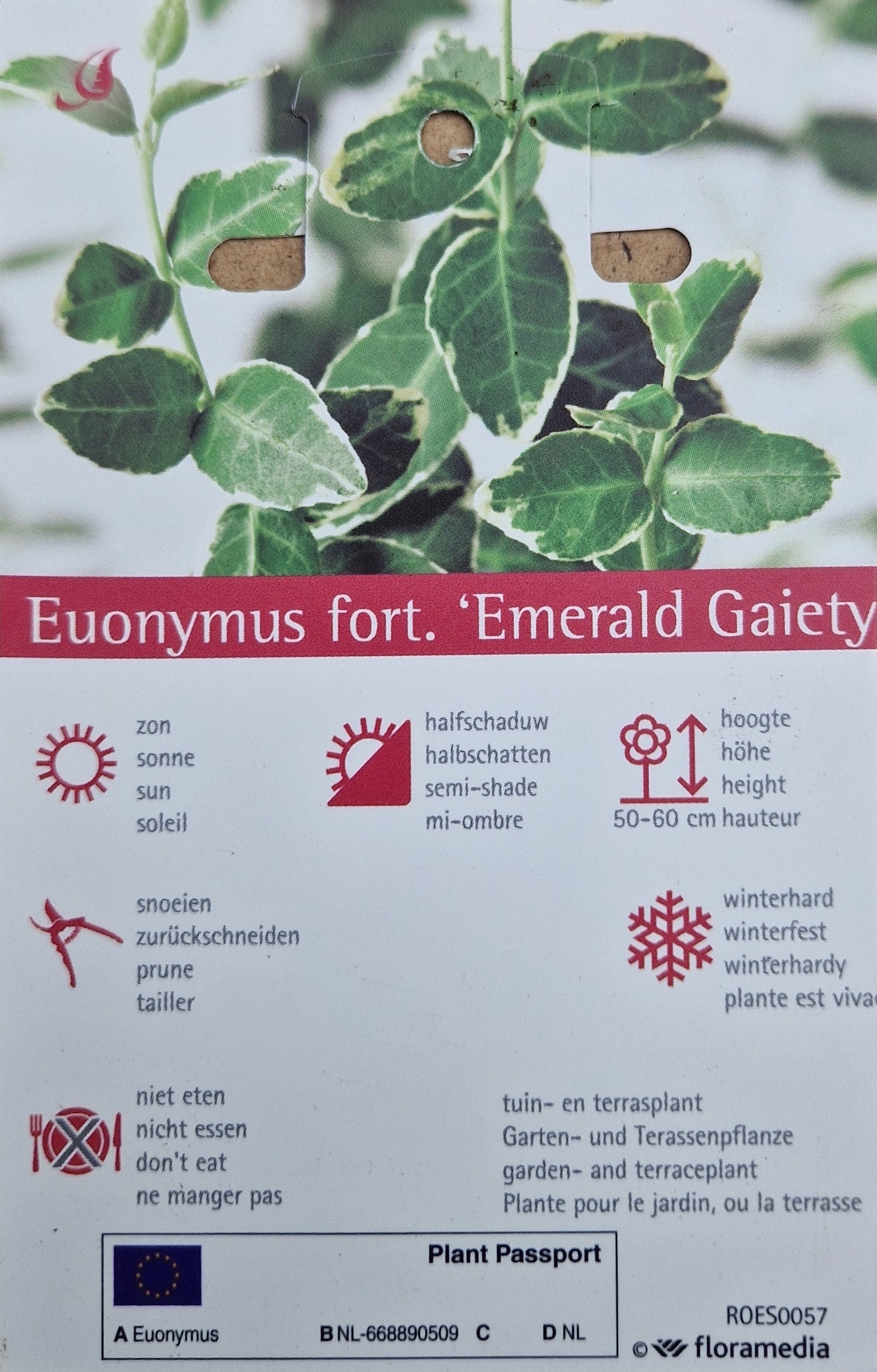 Euonymus fort. Emerald Gaiety