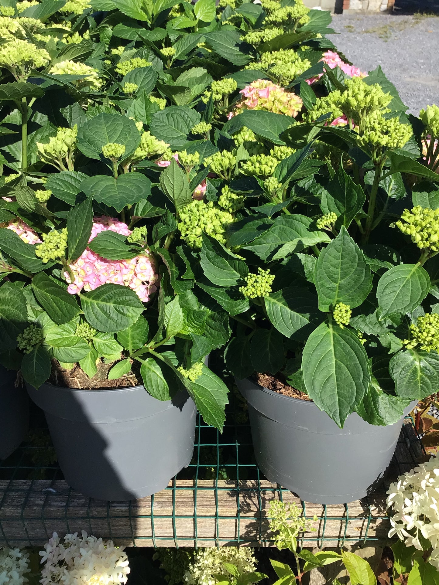 Hydrangea ‘Mophead Pink’