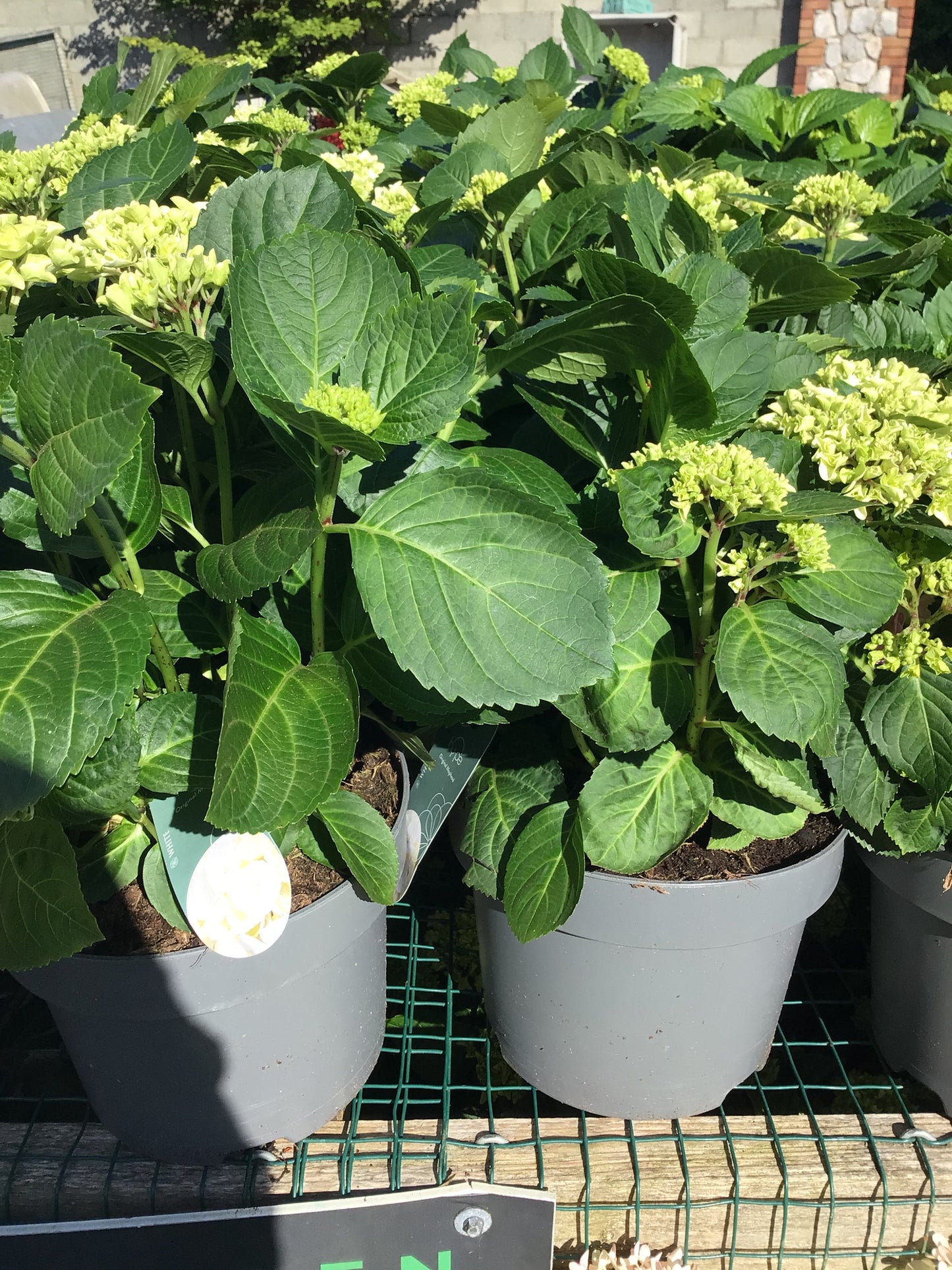 Hydrangea ‘Mophead White’