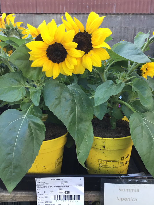 Sunflower Helianthus ‘Sunray Yellow’