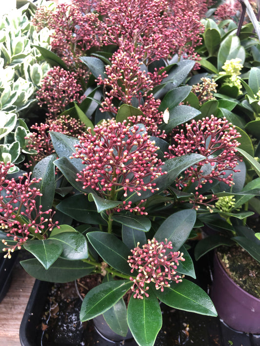 Skimmia ‘Rubella’