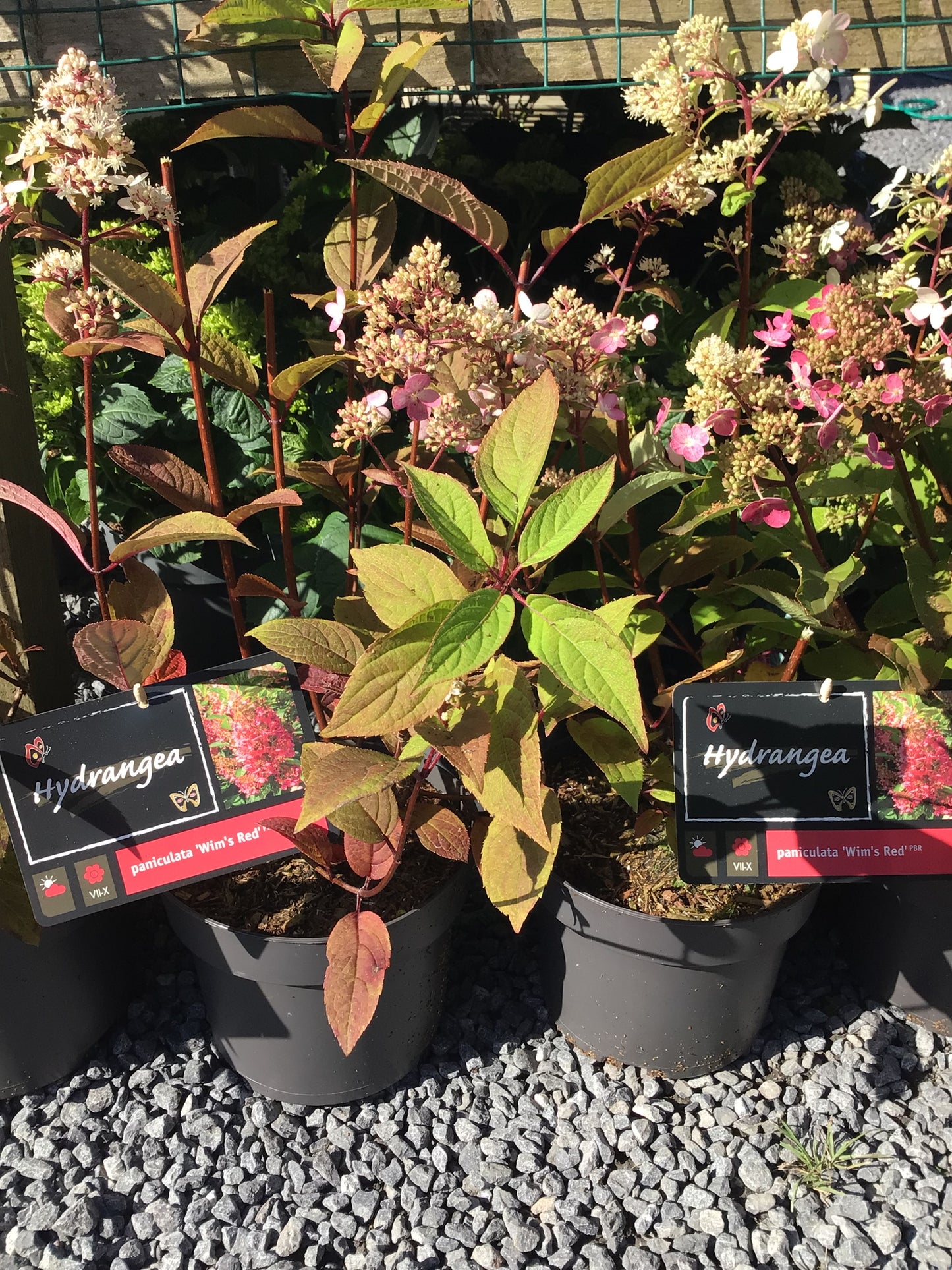 Hydrangea paniculata ‘Wim’s Red’