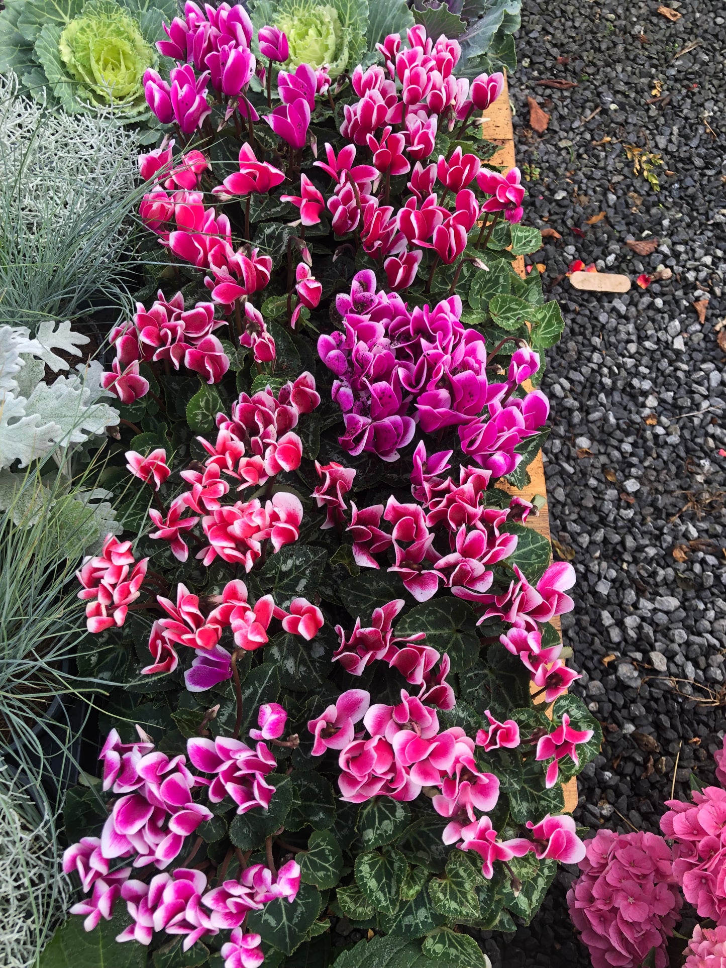 Cyclamen ‘Fanstasia’