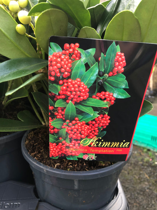 Skimmia ‘Temptation’