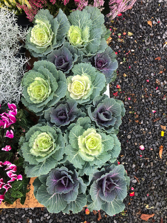 Ornamental Cabbage