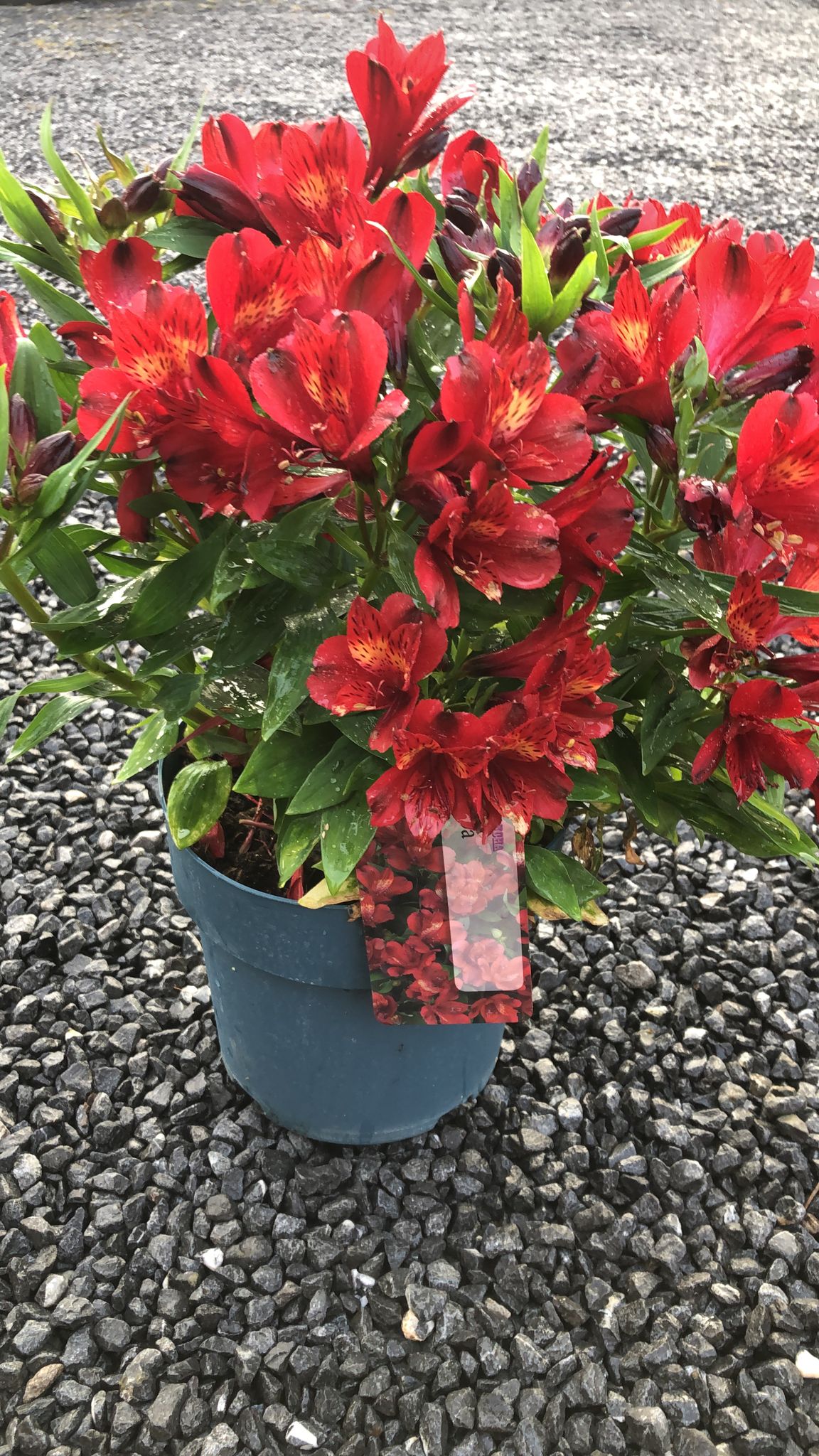 Alstroemeria Inticancha