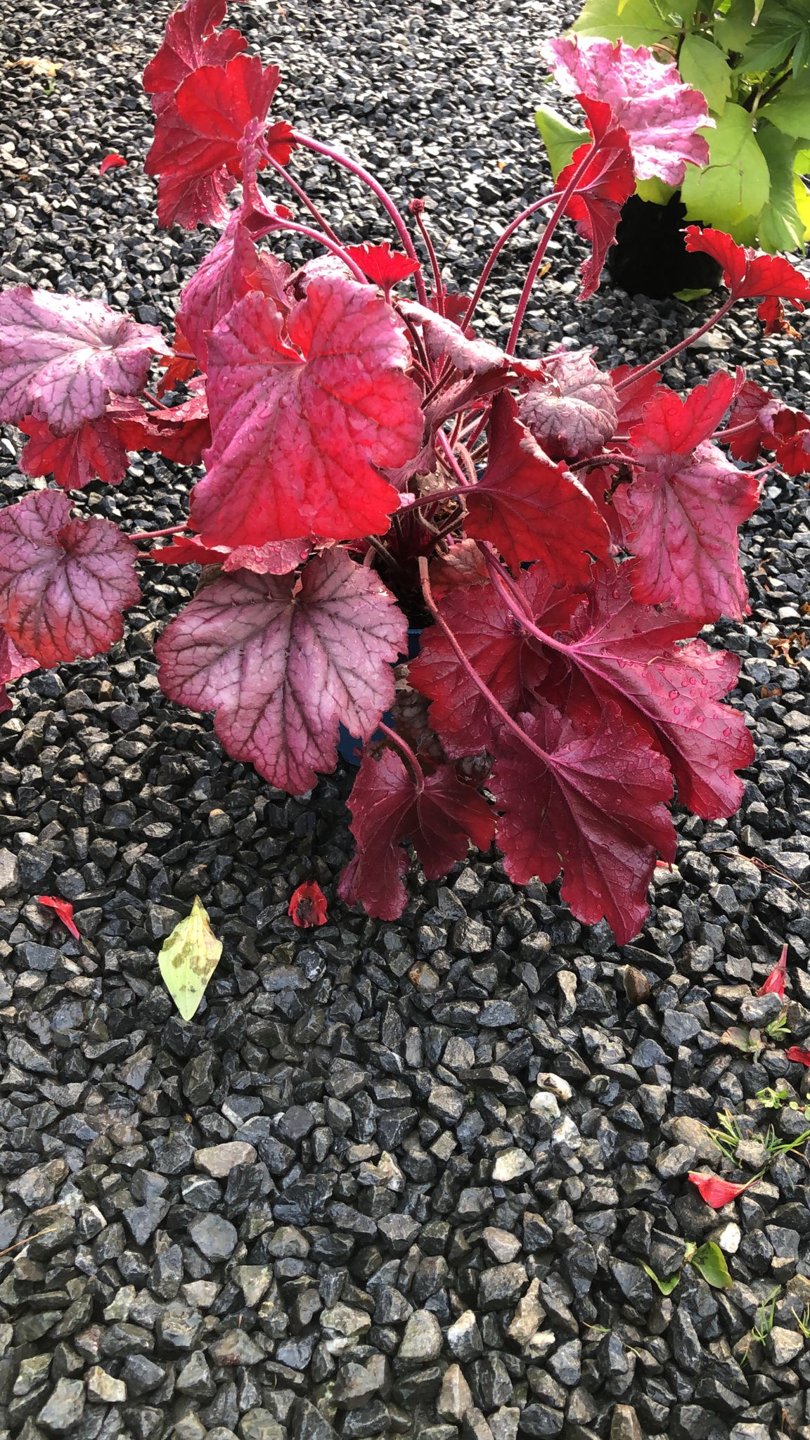 Heuchera Berry Smoothie