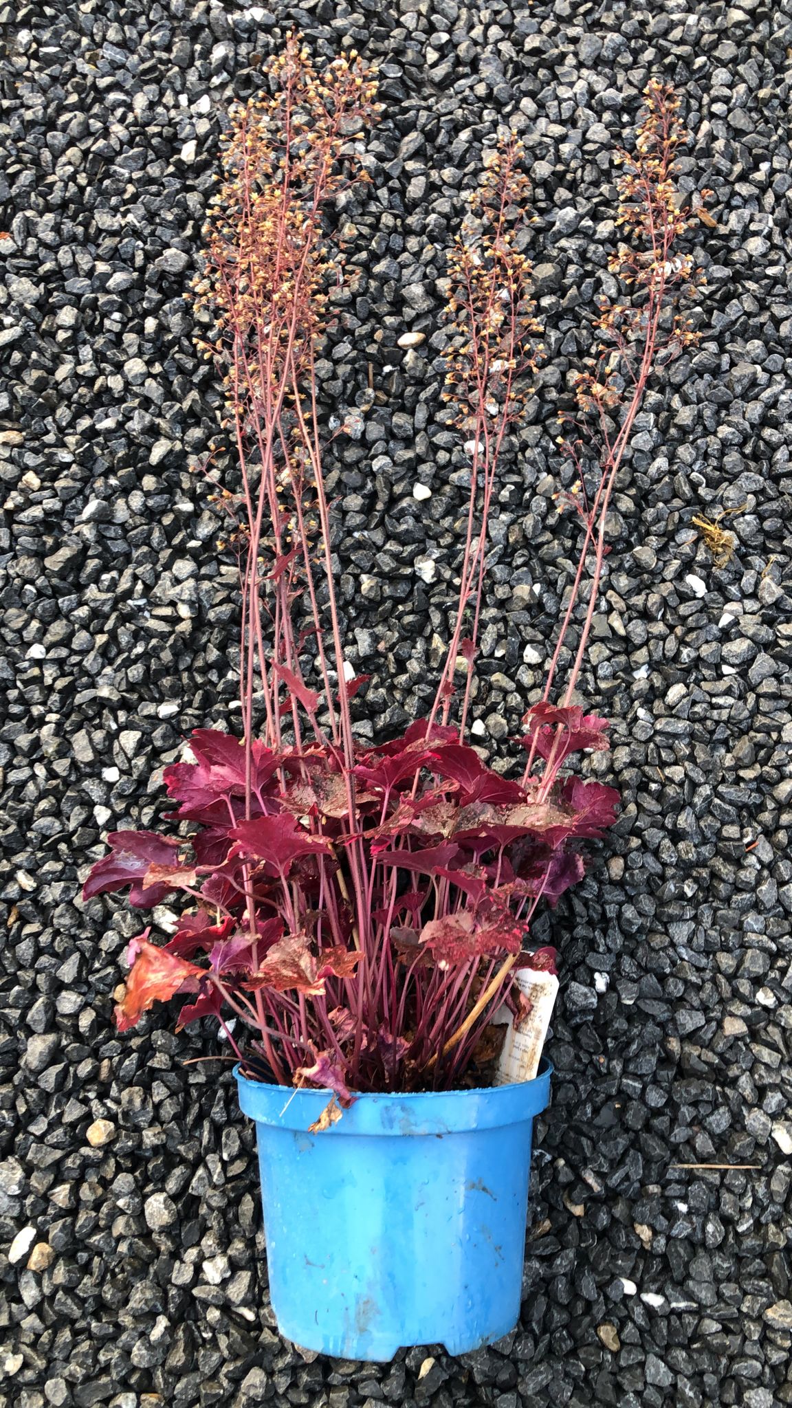 Heuchera Midnight Rose