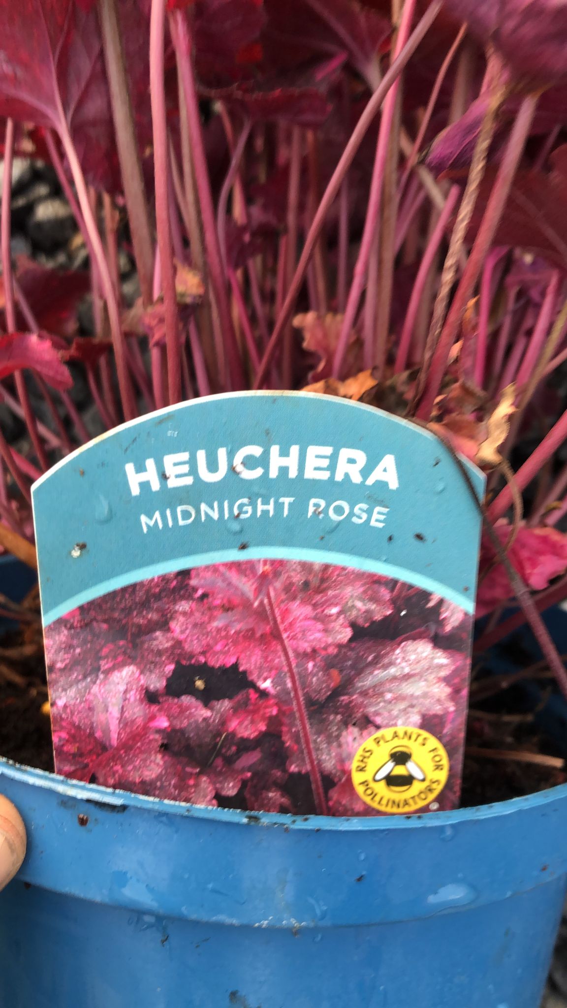 Heuchera Midnight Rose