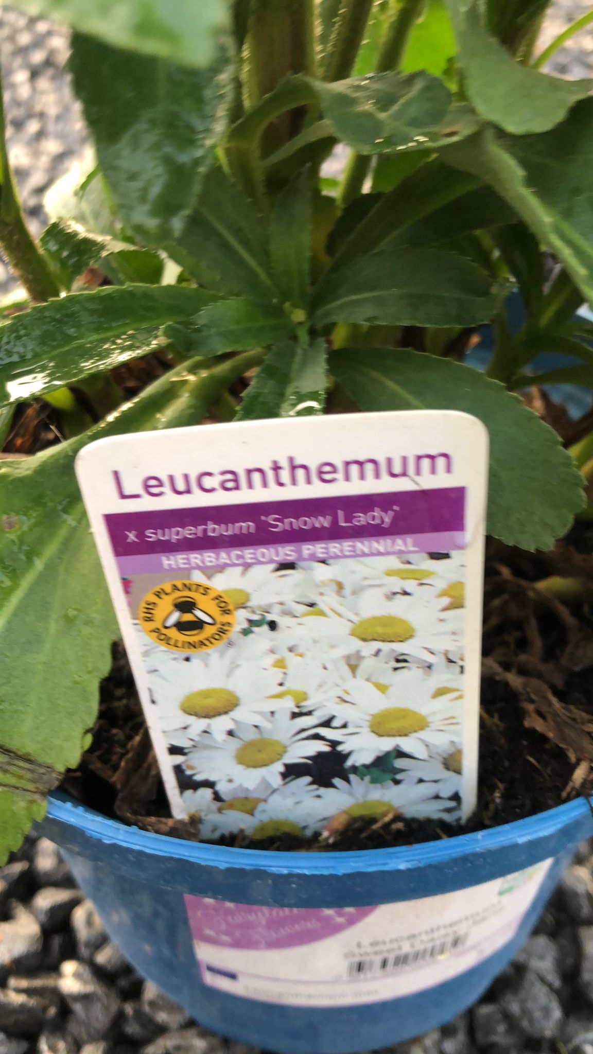 Leucanthemum