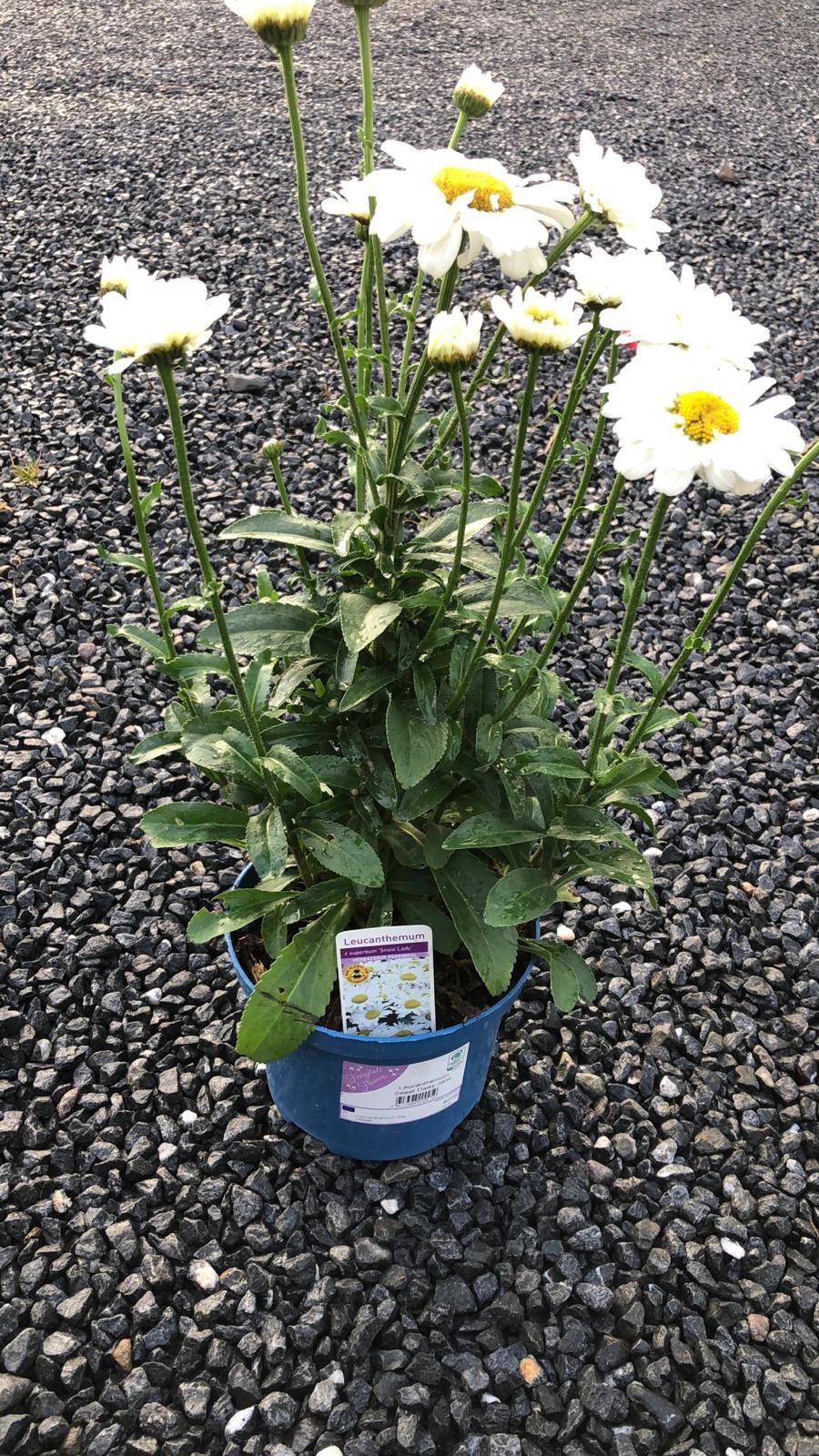 Leucanthemum