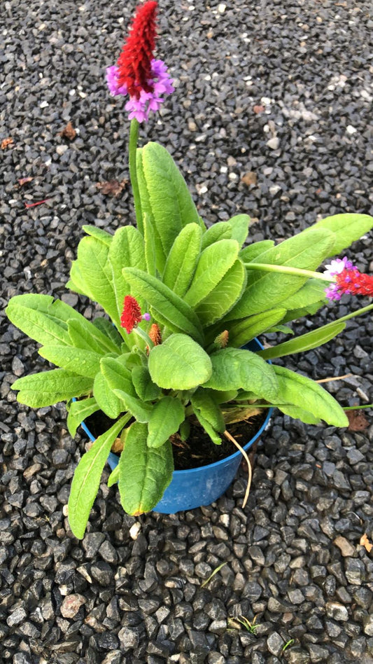 Primula Viallii