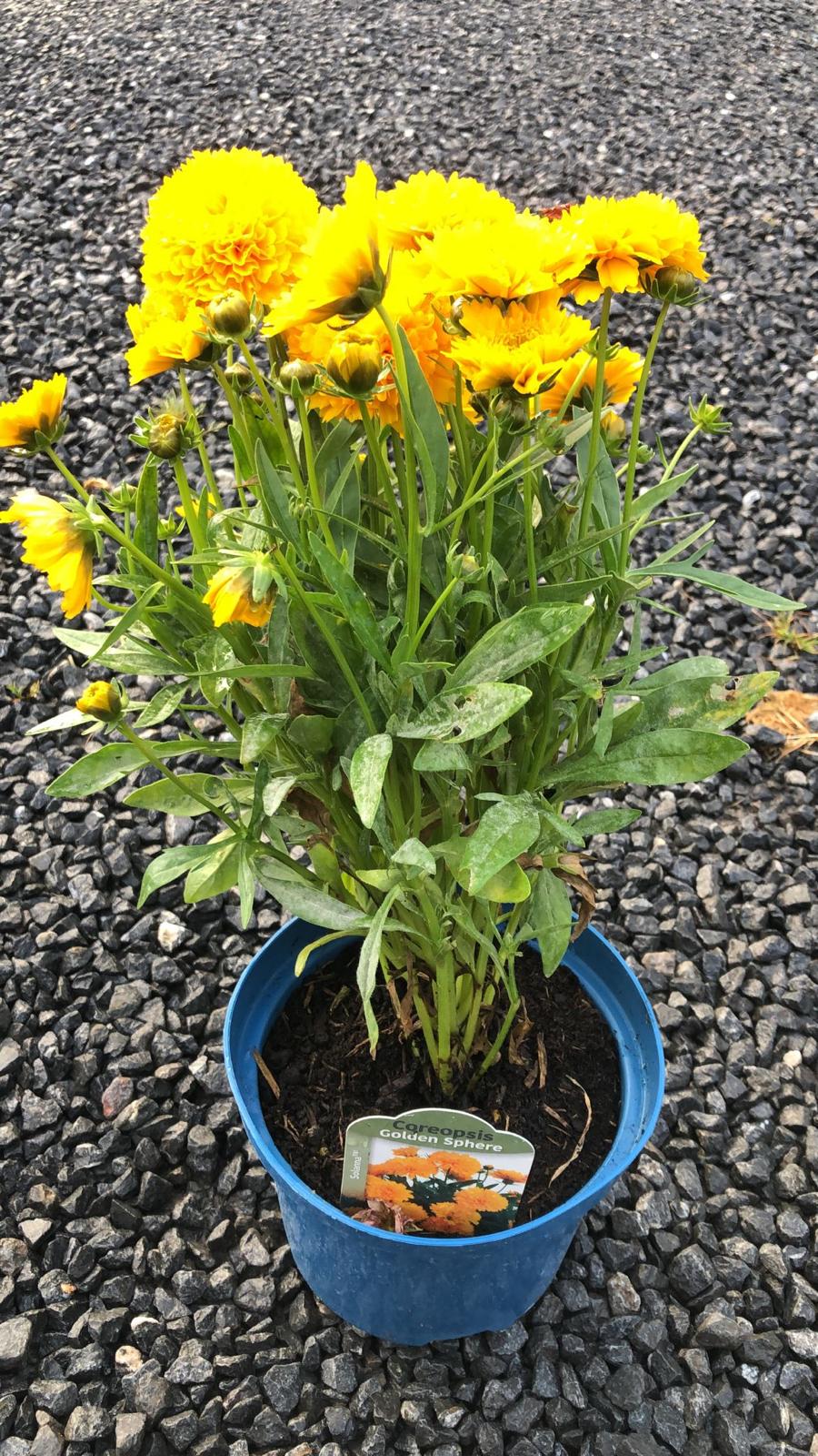 Coreopsis Golden Spire