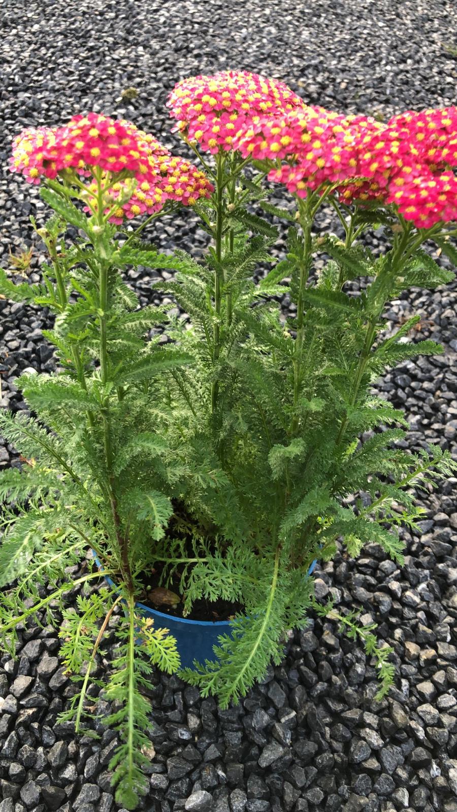 Achillea Millefolium