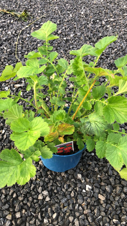 Geum “Mrs J Bradshaw”