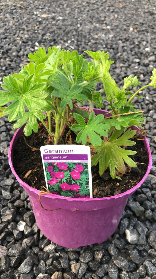 Geranium Sanguineum