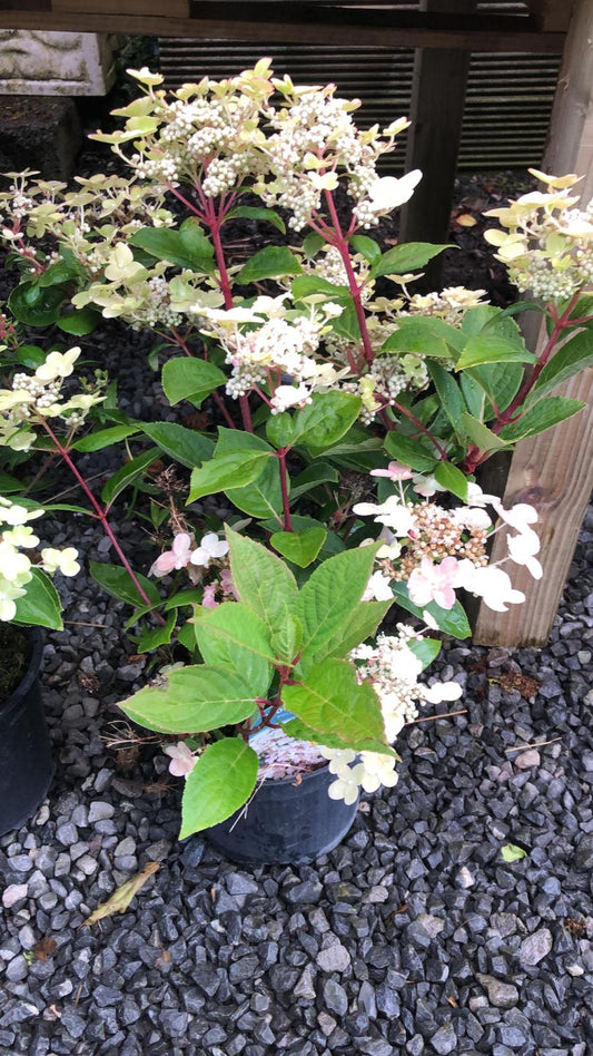 Hydrangea paniculata polestar