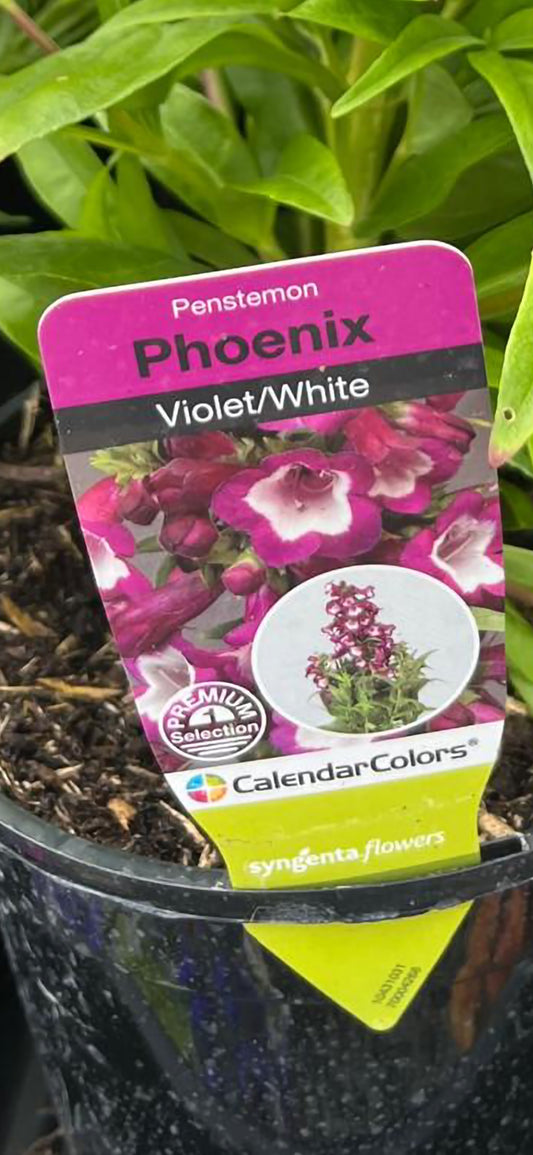 Penstemon Violet/white