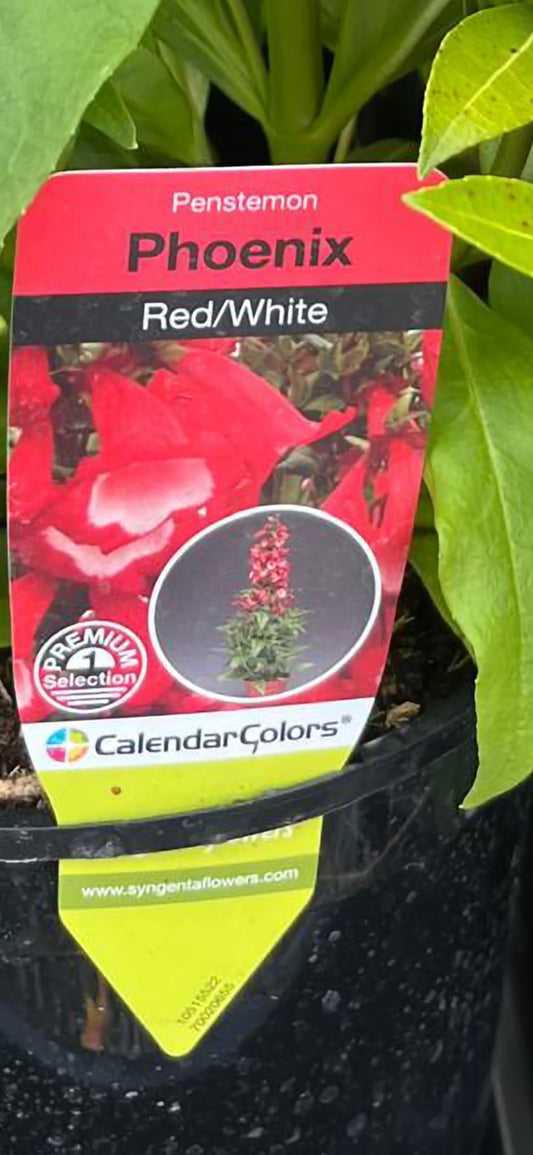 Penstemon Red/white