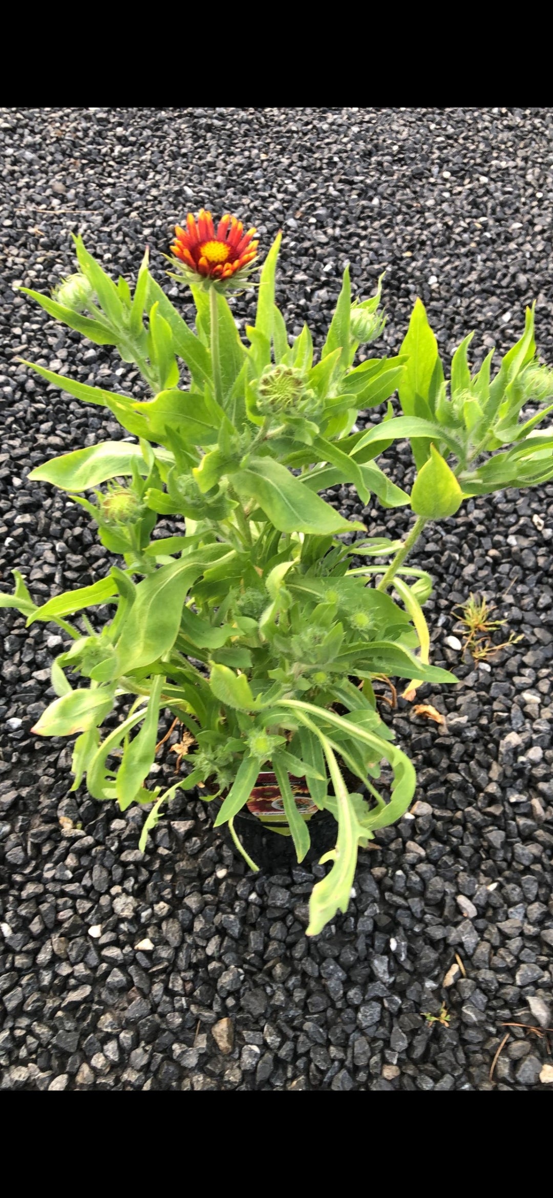 Gaillardia Arizona