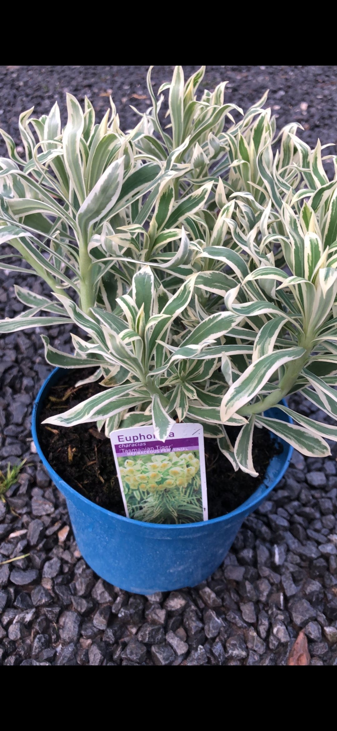 Euphorbia Characias ‘Tasmanian Tiger’