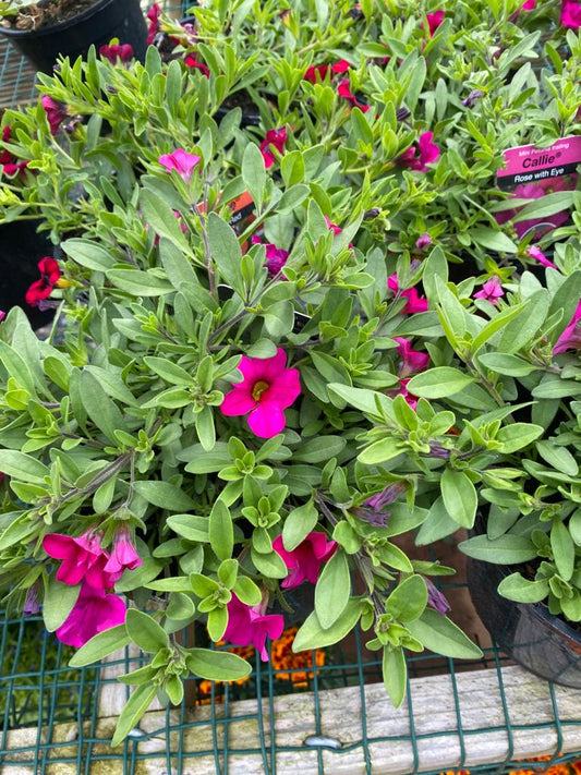 Calibrachoa