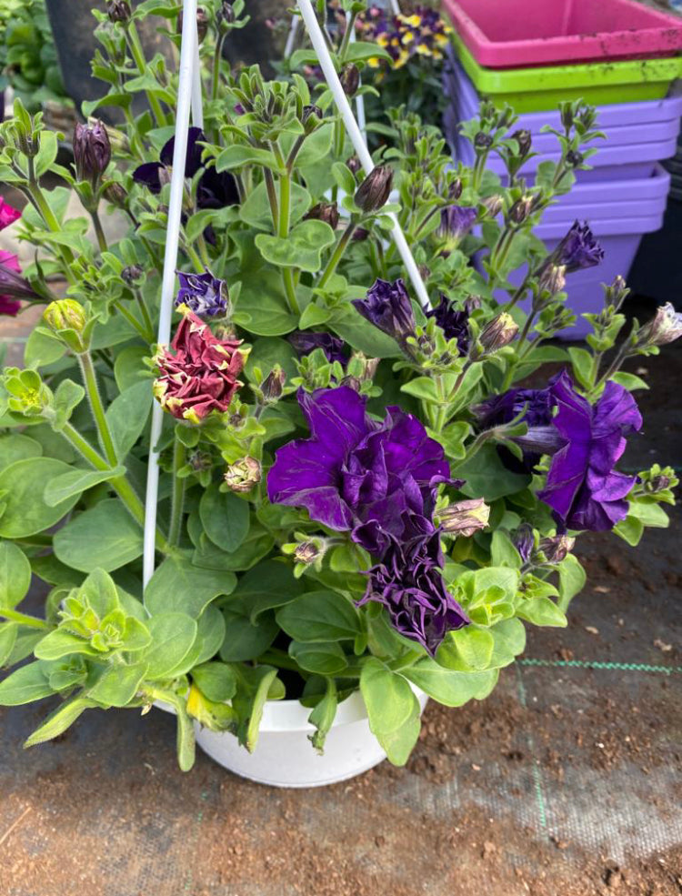 Hanging Basket