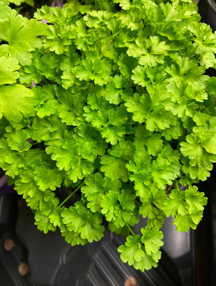 Curly Parsley Growing Pot