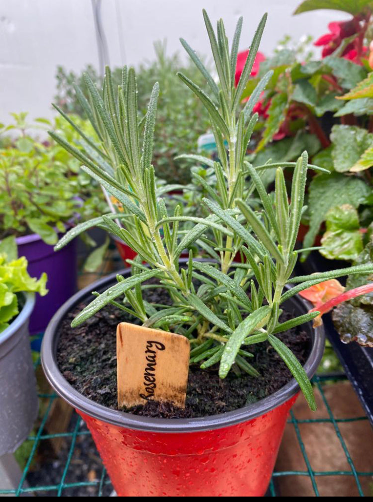 Rosemary Growing Pot