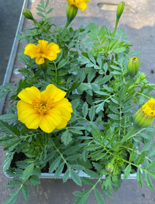 Marigold (6 pack)