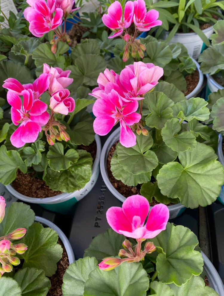 Geranium (Pelargonium)