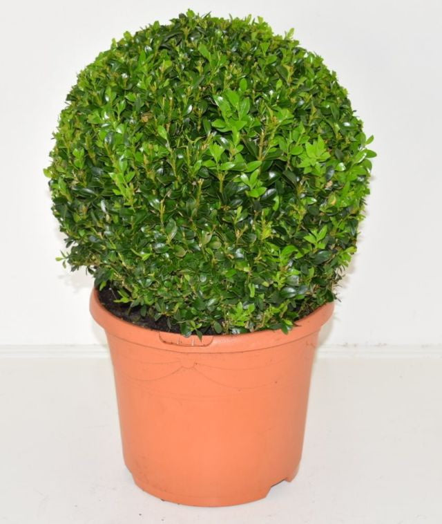 Buxus sempervirens 25cm ball